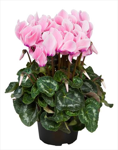 Foto fiore da  Basket o vaso Cyclamen persicum Super Serie® Allure® F1 Neon Flamed