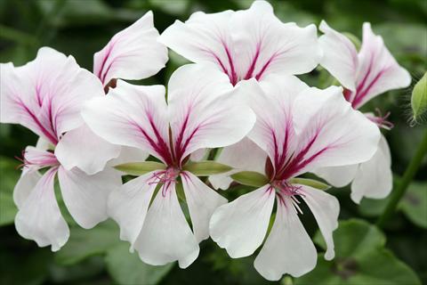 Foto fiore da  Basket o vaso Pelargonium peltatum Summertime White Star