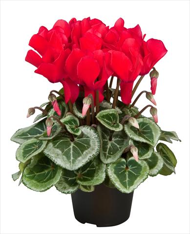 Foto fiore da  Basket o vaso Cyclamen persicum Super Serie® Da Vinci® F1 Red