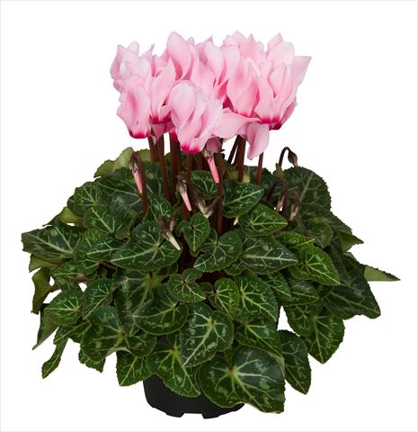 Foto fiore da  Basket o vaso Cyclamen persicum Super Serie® Mini Winter™ F1 Salmon with eye