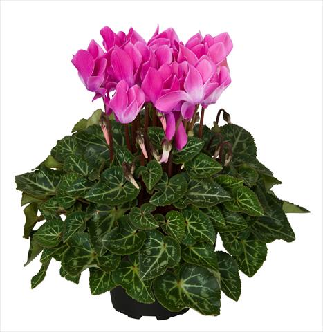 Foto fiore da  Basket o vaso Cyclamen persicum Super Serie® Mini Winter™ F1 Violet Flamed