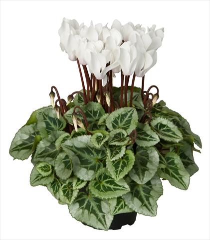 Foto fiore da  Basket o vaso Cyclamen persicum Super Serie® Picasso® F1 Cream White