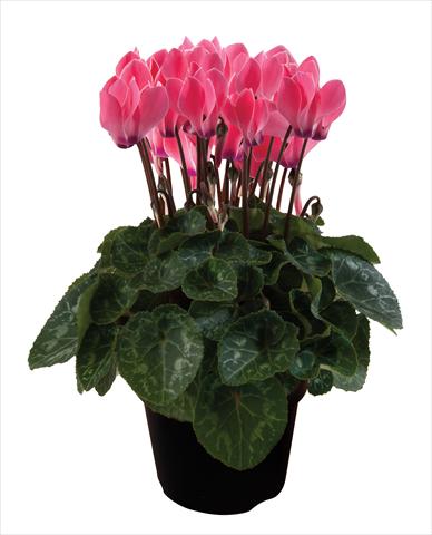 Foto fiore da  Basket o vaso Cyclamen persicum Super Serie® Verano® F1 Deep Salmon Flamed