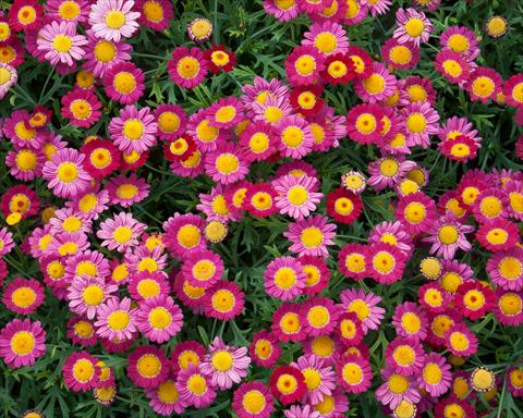 Foto fiore da  Vaso, aiuola, balcone Argyranthemum LaRita® Purple Red