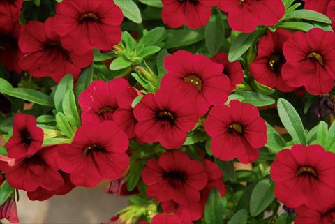 Foto fiore da  Vaso, aiuola, balcone, basket Calibrachoa MiniFamous® Compact Dark Red