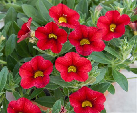 Foto fiore da  Vaso, aiuola, balcone, basket Calibrachoa MiniFamous® Compact Red