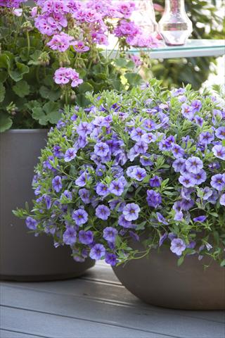 Foto fiore da  Vaso, aiuola, balcone, basket Calibrachoa MiniFamous® Neo Light Blue