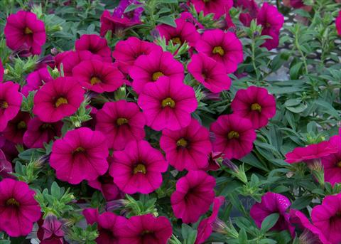 Foto fiore da  Vaso, aiuola, balcone, basket Calibrachoa MiniFamous® Neo Purple