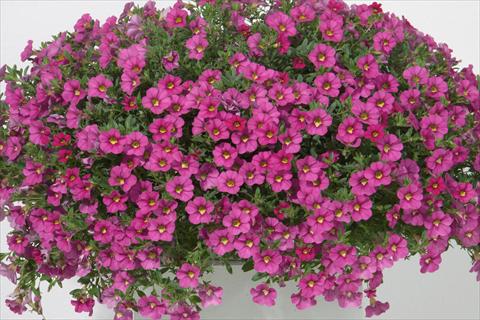 Foto fiore da  Vaso, aiuola, balcone, basket Calibrachoa MiniFamous® Neo Rose