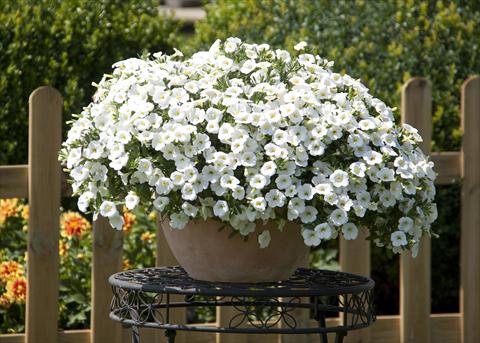 Foto fiore da  Vaso, aiuola, balcone, basket Calibrachoa MiniFamous® Neo White