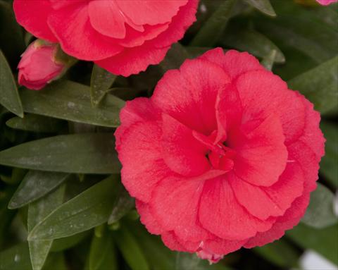 Foto fiore da  Reciso Dianthus caryophyllus Oscar™ Salmon