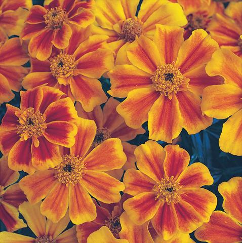 Foto fiore da  Aiuola e/o bordura Tagetes patula Sunburst Orange Splash