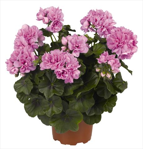 Foto fiore da  Vaso, balcone, basket Pelargonium peltatum RED FOX Great Balls of Fire Light Lavender