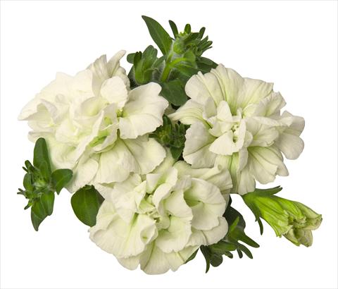 Foto fiore da  Vaso, aiuola, balcone, basket Petunia hybrida RED FOX Double Surprise White