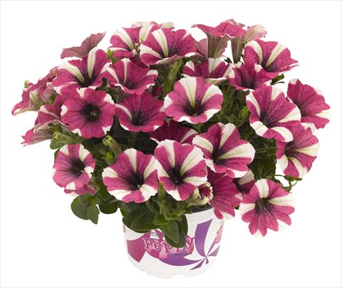 Foto fiore da  Vaso, aiuola, balcone, basket Petunia RED FOX Peppy Cerise