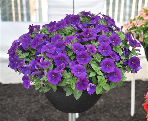 Foto fiore da  Vaso, aiuola, balcone, basket Petunia RED FOX Potunia® Cobalt Blue