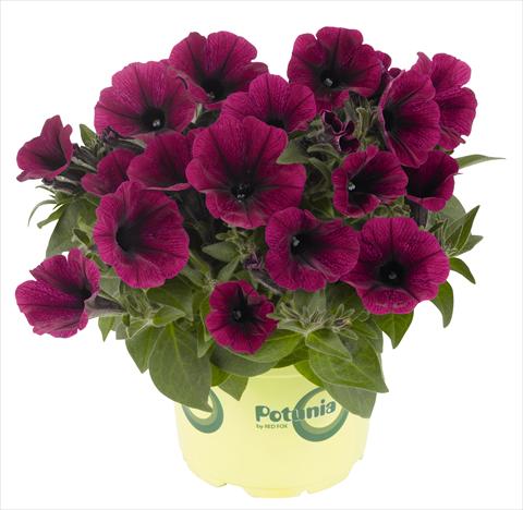 Foto fiore da  Vaso, aiuola, balcone, basket Petunia RED FOX Potunia® Plus Purple