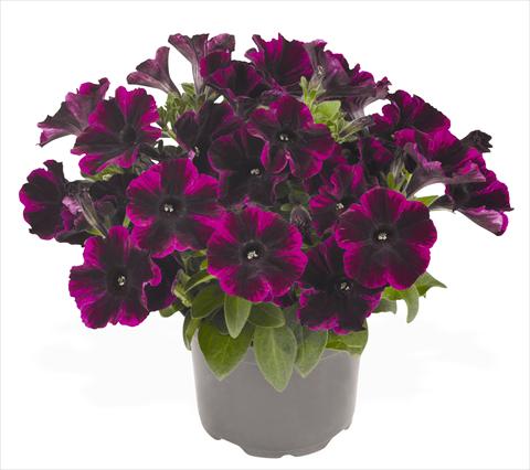 Foto fiore da  Vaso, aiuola, balcone, basket Petunia hybrida RED FOX Sweetunia® Johnny Flame