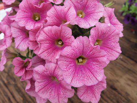 Foto fiore da  Vaso, aiuola, balcone, basket Petunia hybrida RED FOX Sweetunia® Pink Ice