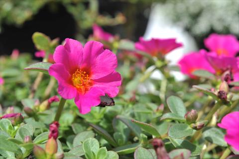 Foto fiore da  Aiuola, balcone, basket Portulaca RED FOX Cupcake Grape Jelly