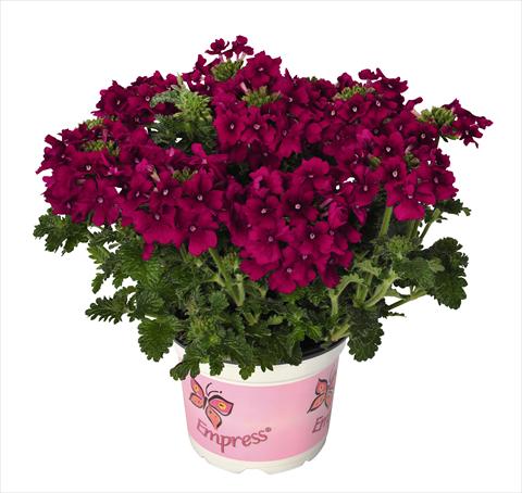 Foto fiore da  Vaso, balcone, basket Verbena RED FOX Empress Flair Cherry