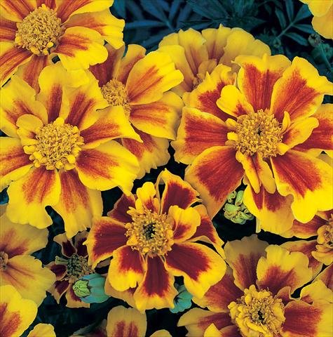 Foto fiore da  Aiuola e/o bordura Tagetes patula Sunburst Yellow Splash