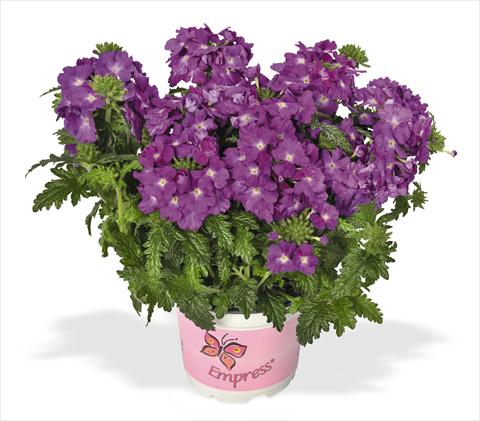 Foto fiore da  Vaso, balcone, basket Verbena RED FOX Empress Flair Purple Sky