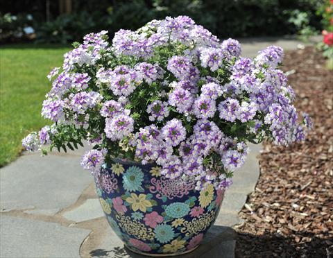 Foto fiore da  Vaso, balcone, basket Verbena RED FOX Wicked Blue