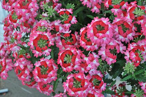 photo of flower to be used as: Pot, patio, basket Verbena RED FOX Wicked Pink Pepper