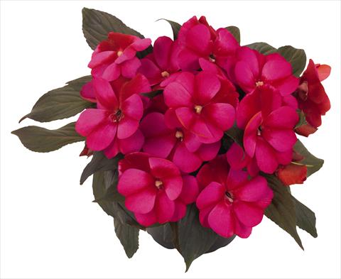 Foto fiore da  Vaso, aiuola, balcone, basket Impatiens N. Guinea RED FOX Petticoat Blue Star 2014