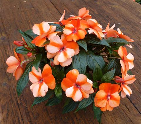 Foto fiore da  Vaso, aiuola, balcone, basket Impatiens N. Guinea RED FOX Petticoat Orange Star 2014