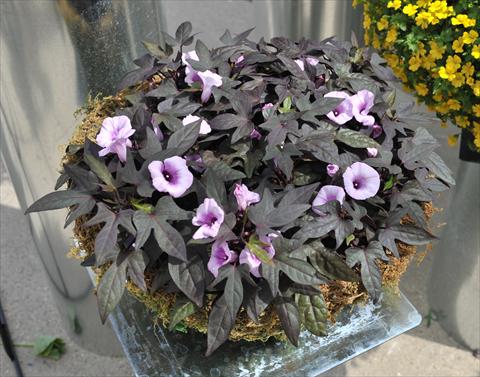 photo of flower to be used as: Bedding / border plant Ipomea RED FOX FloraMia Nero