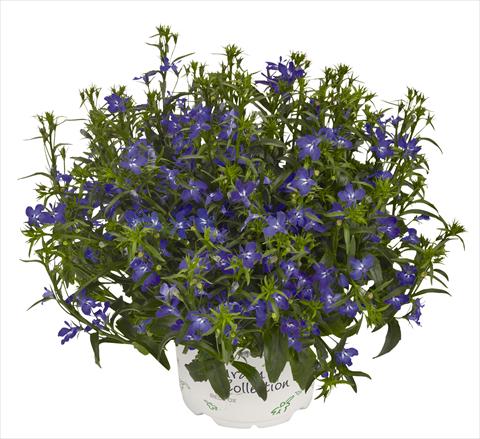 photo of flower to be used as: Pot, bedding, patio, basket Lobelia RED FOX Bella Oceano