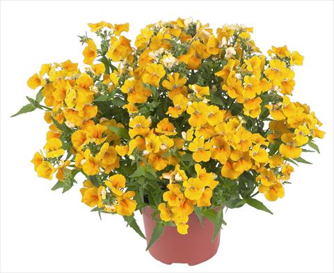 Foto fiore da  Basket o vaso Nemesia RED FOX Angelart Pear