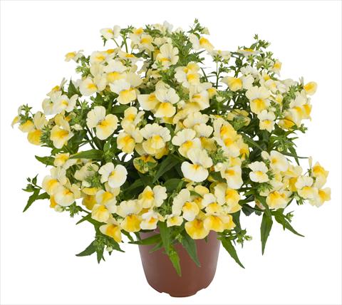 Foto fiore da  Basket o vaso Nemesia RED FOX Angelart Pineapple