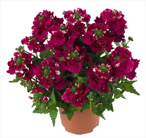 Foto fiore da  Basket o vaso Nemesia RED FOX Angelart Raspberry