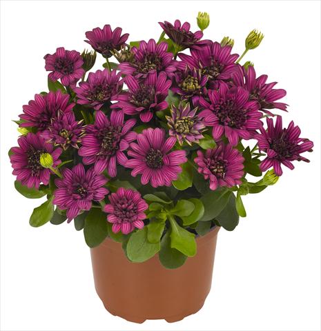 Foto fiore da  Vaso e aiola Osteospermum RED FOX Summertime® Double Purple