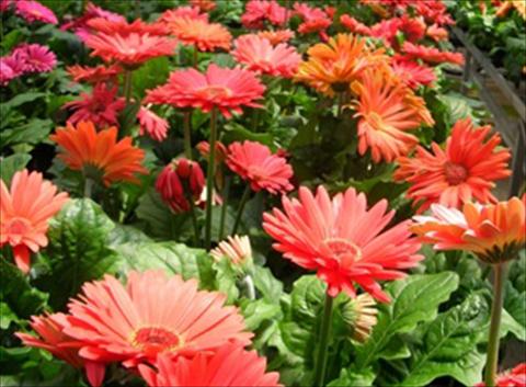 Foto fiore da  Vaso Gerbera jamesonii Mega Revolution Salmon Shades