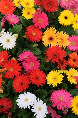 photo of flower to be used as: Pot Gerbera jamesonii Mega Revolution Select Mixture