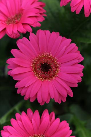 Foto fiore da  Vaso Gerbera jamesonii Midi Revolution Magenta Dark Center