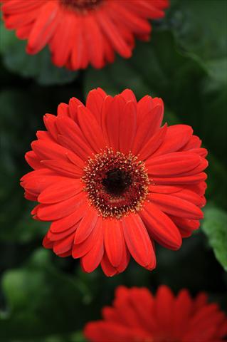 Foto fiore da  Vaso Gerbera jamesonii Midi Revolution Scarlet with Dark Eye