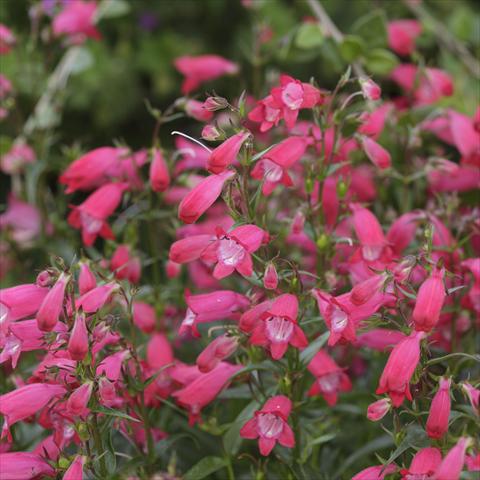 Foto fiore da  Vaso e aiola Penstemon x mexicali Carillo Red