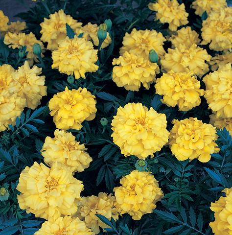 Foto fiore da  Aiuola e/o bordura Tagetes patula Zenith Lemon Yellow