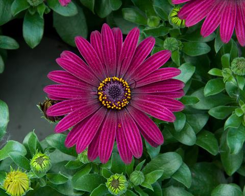 Foto fiore da  Vaso e aiola Osteospermum FlowerPower® Dark Purple