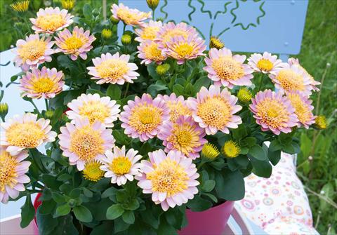 Foto fiore da  Vaso e aiola Osteospermum FlowerPower® Double Pink+Yellow