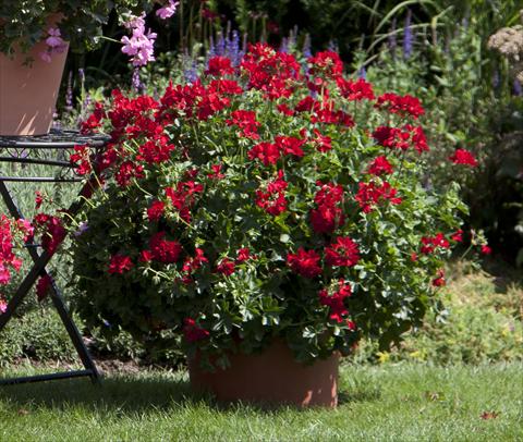 Foto fiore da  Balcone, vaso Pelargonium interspecifico Marcada Dark Red