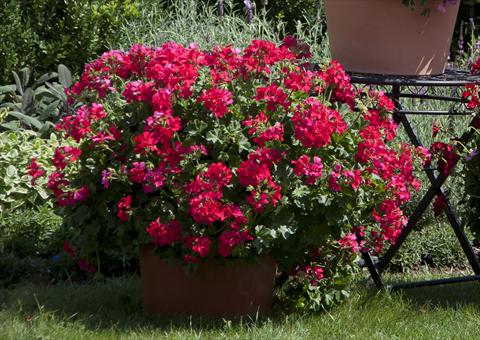 Foto fiore da  Balcone, vaso Pelargonium interspecifico Marcada Magenta