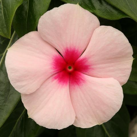 Foto fiore da  Vaso, aiuola, balcone Catharanthus roseus - Vinca Vitesse Apricot