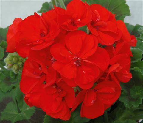 Foto fiore da  Vaso, aiuola, balcone Pelargonium zonale Sunrise® XL Elara