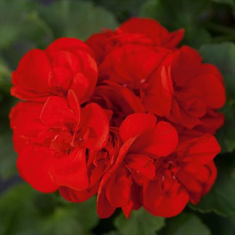 Foto fiore da  Vaso, aiuola, balcone Pelargonium zonale Sunrise® XL Leon